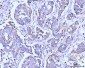 Anti-ITCH/AIP4 Antibody Picoband™ (monoclonal, 5E12)